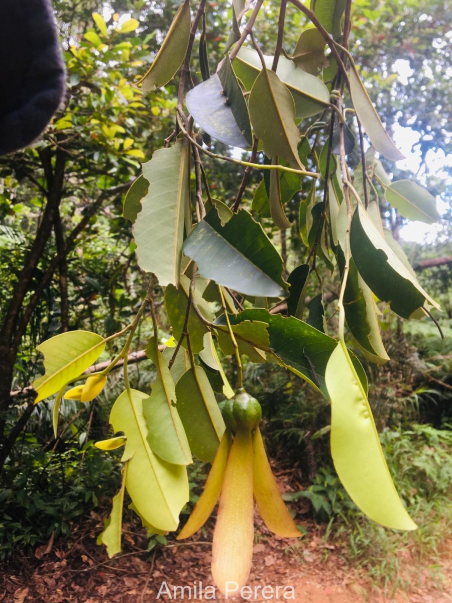 Anthoshorea hulanidda (Kosterm.) P.S.Ashton & J.Heck. Kosterm.